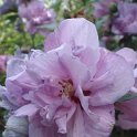 Hibiscus syriacus 'Charles Breton' fleur P10